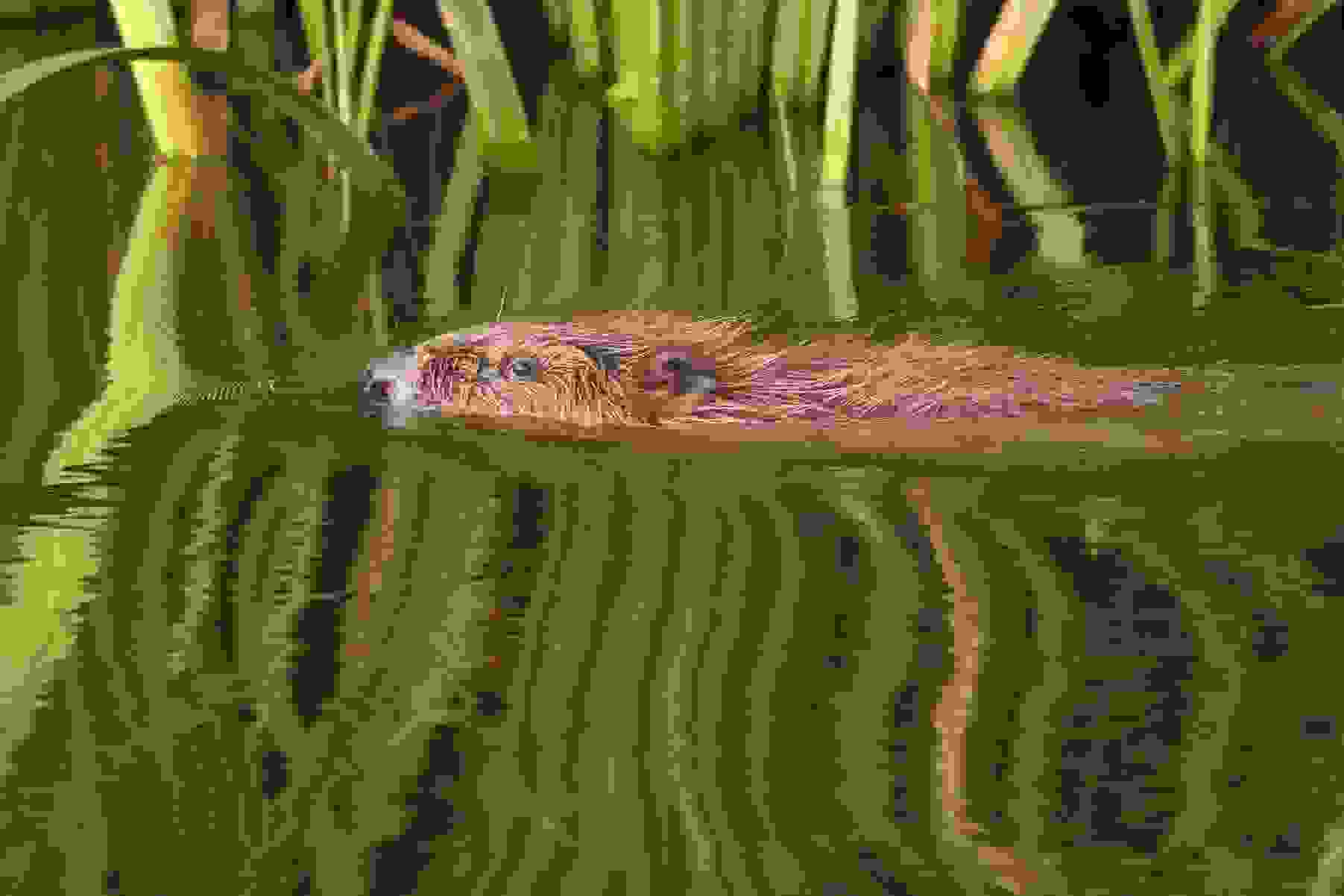 A female beaver swimming in green water with reeds behind