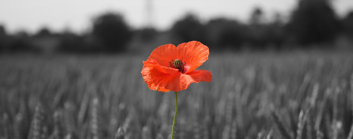 A poppy in a field