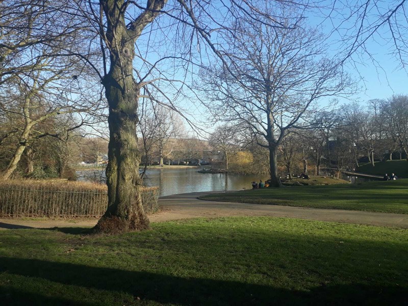 Hillsborough Park landscape with trees and pond