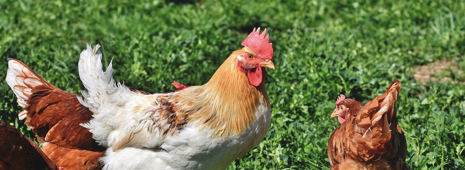 chickens on grass