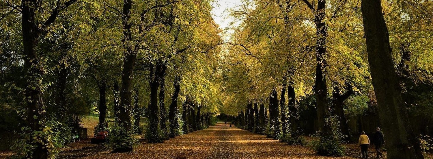 Large trees at the side of a long path