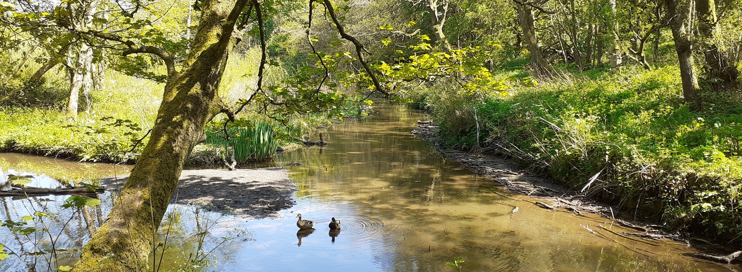 Ducks on mill pond at Forge Dam