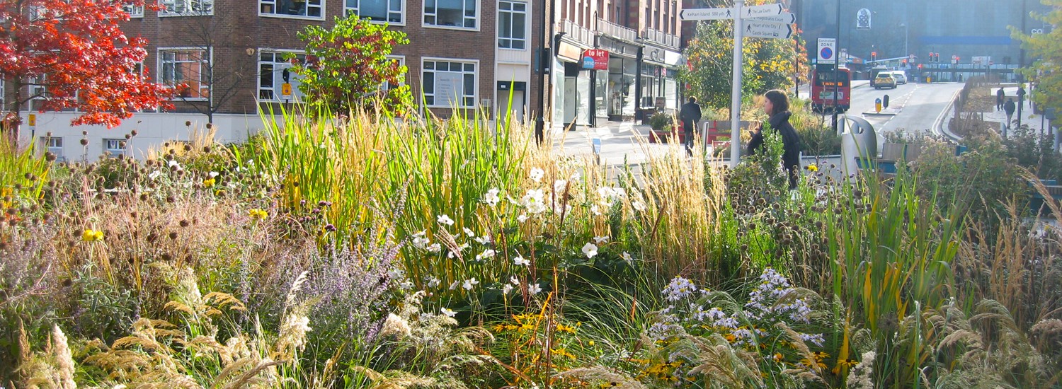 Plants and greenery part of Grey to Green scheme in Sheffield city centre