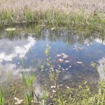 Great Crested Newt pond at Holbrook Marsh