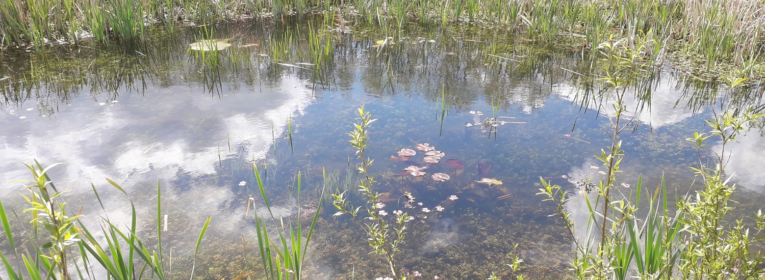 Great Crested Newt pond at Holbrook Marsh