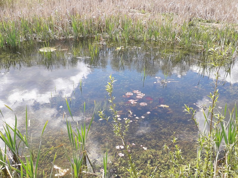 Great Crested Newt pond at Holbrook Marsh