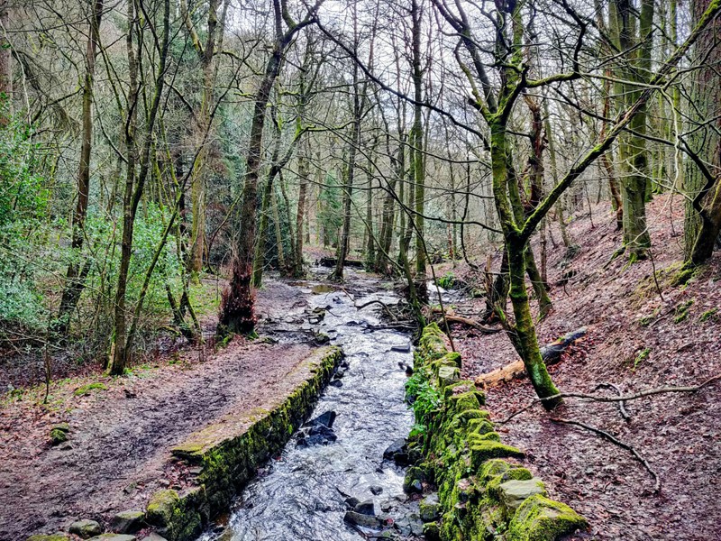 Limb brook - water with trees either side of the valley