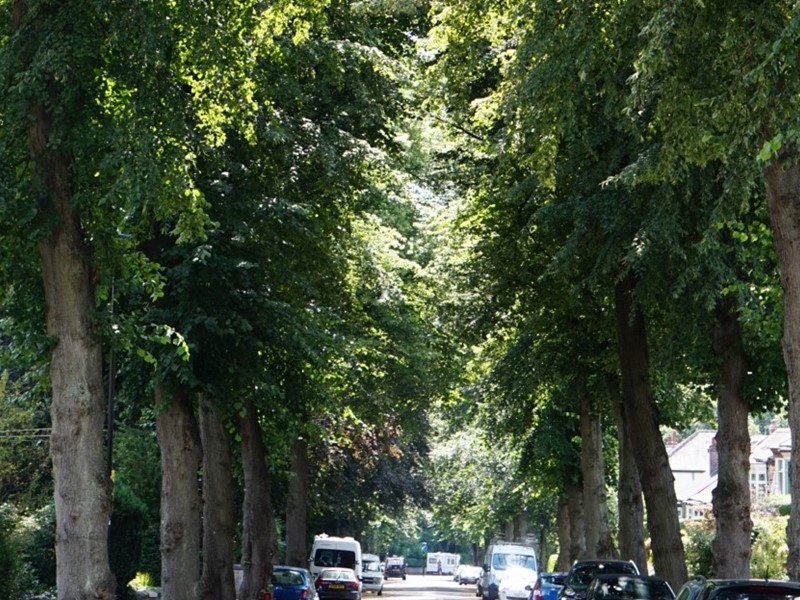 Large trees either side of a road with parked cars