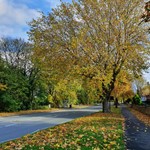 Council raises concerns for Sheffield's street trees due to planned fibre broadband work across the city Generic street tree