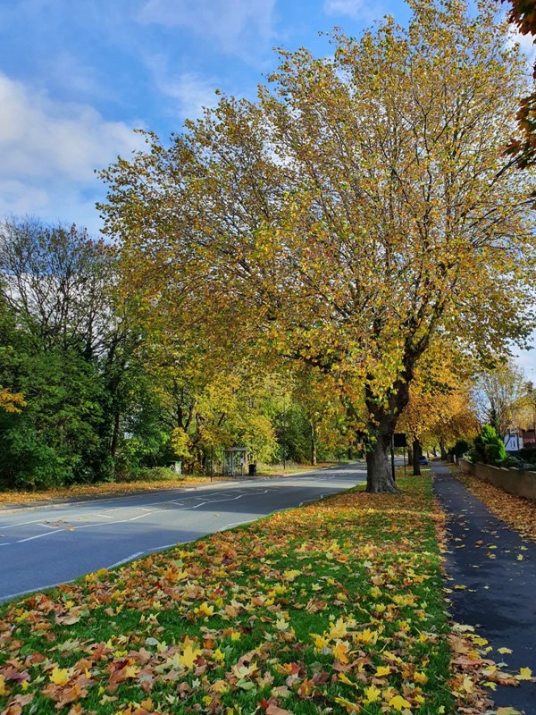 Generic street tree