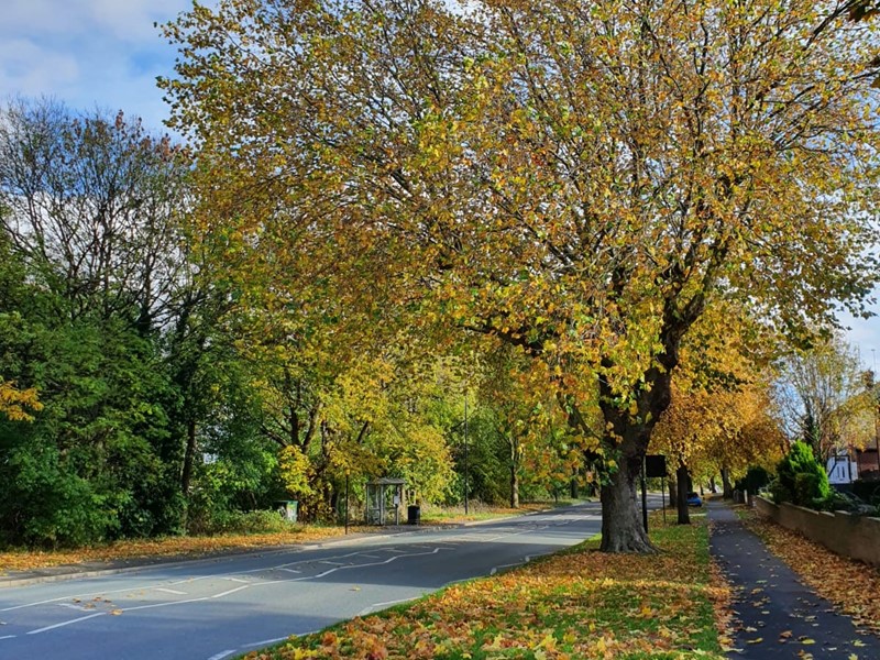 A large tree with golden leaves at the side of the road with grass verge 