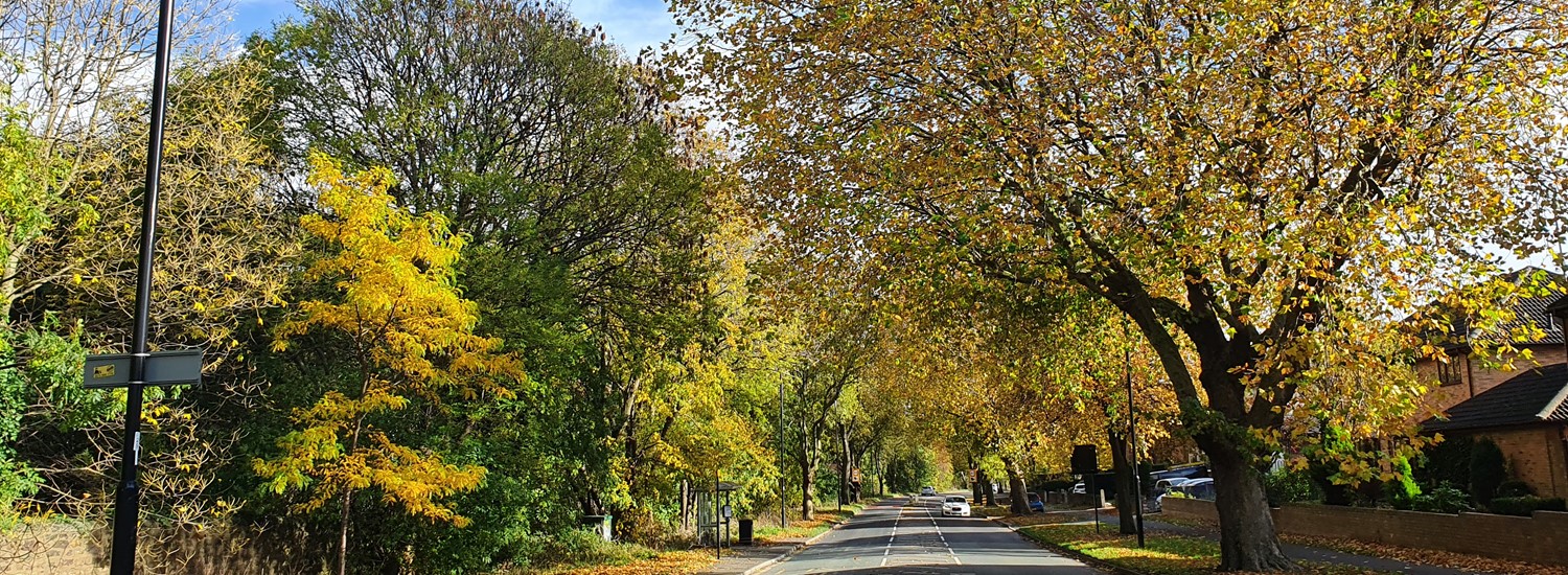 Autumnal trees in a road in Sheffield
