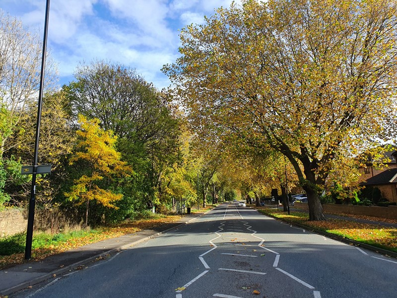 Autumnal trees in a road in Sheffield