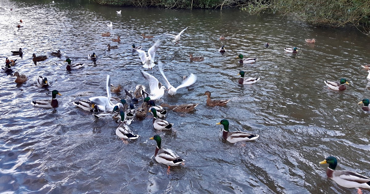 Wild ducks and gulls on the water in a Sheffield park