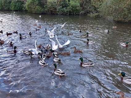 Ducks and gulls in water in a Sheffield Park