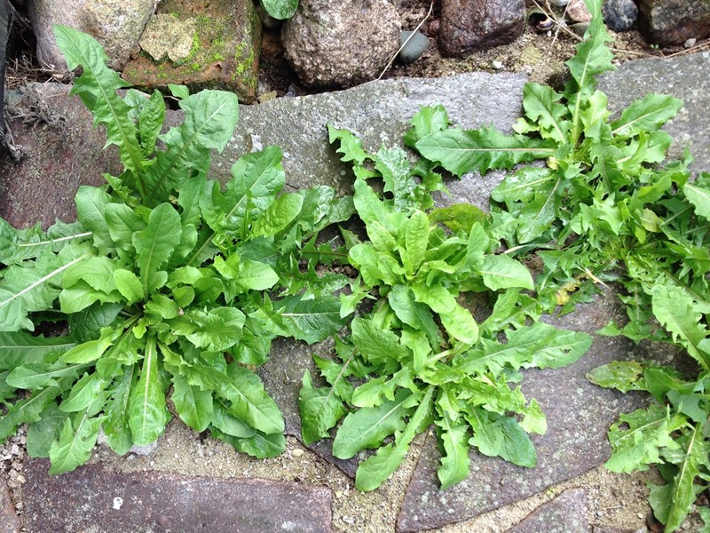 Green weeds growing from stone wall