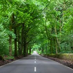 Sheffield recognised as a Tree City of the World Large trees at side of road