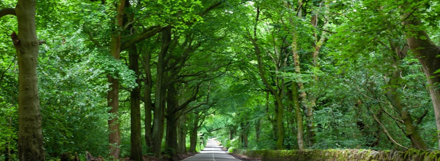 Large trees at side of road