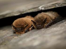 Two bats nesting in roof tiles. Copyright Tom Marshall.