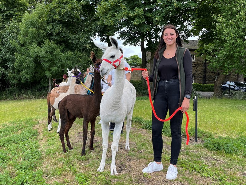 A woman stands next to a group of alpacas, with a white one on a red lead