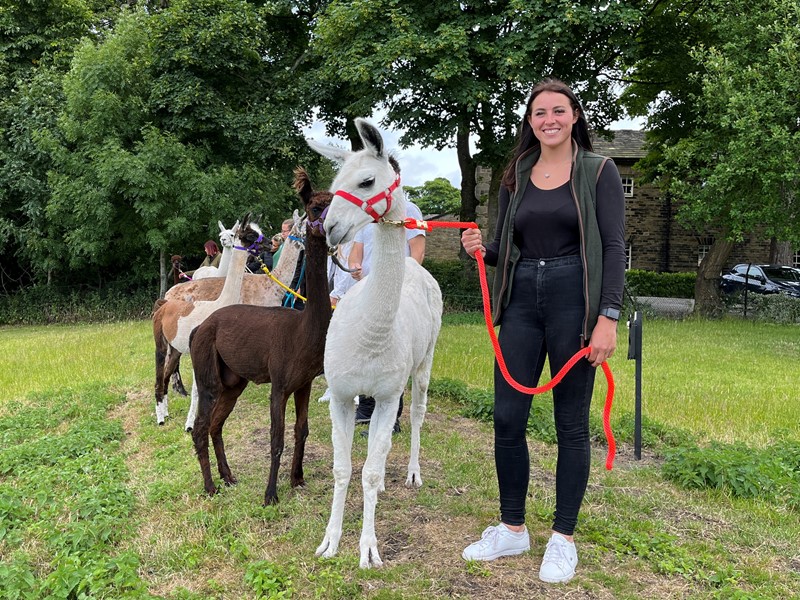 A woman stands next to a group of alpacas, with a white one on a red lead 