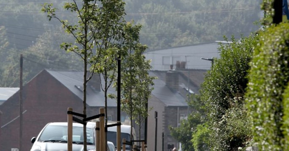 Trees planted on Edmund Road