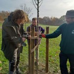 Two people fix posts around a newly planted elm tree in a park another person looks on in the background