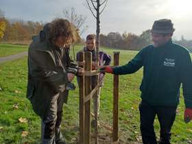 Two people fix posts around a newly planted elm tree in a park another person looks on in the background