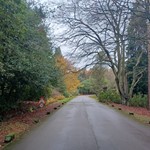 Road into Whirlow Brook Park with trees