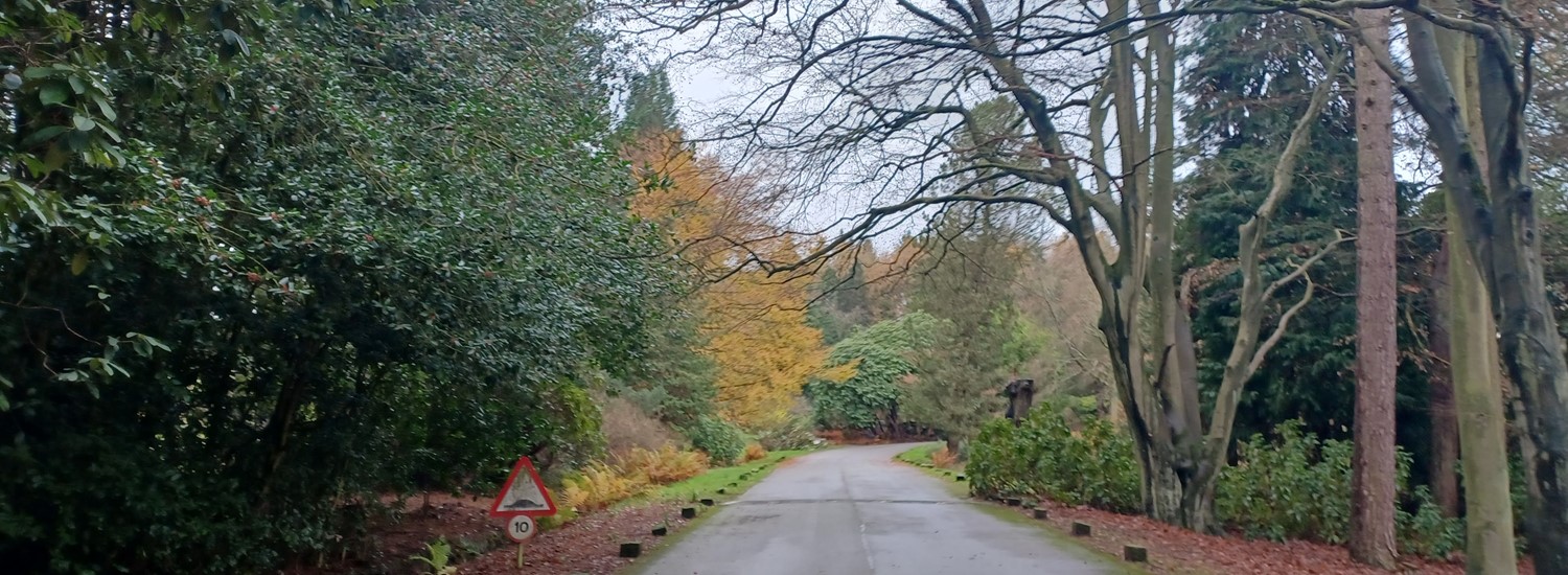 Road into Whirlow Brook Park with trees aligning the sides