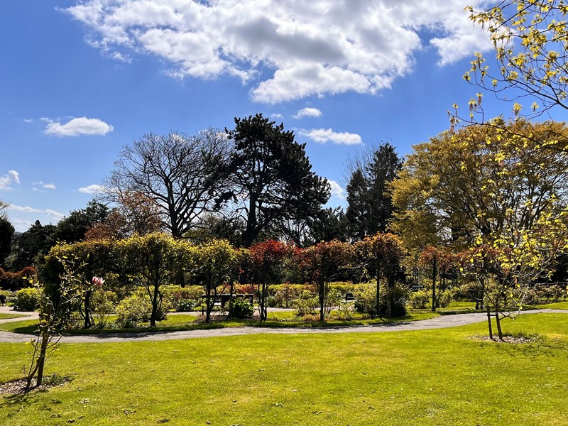 A variety of trees and grass in foreground with very blue sky with a few clouds