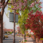Trees in blossom on a residential street.