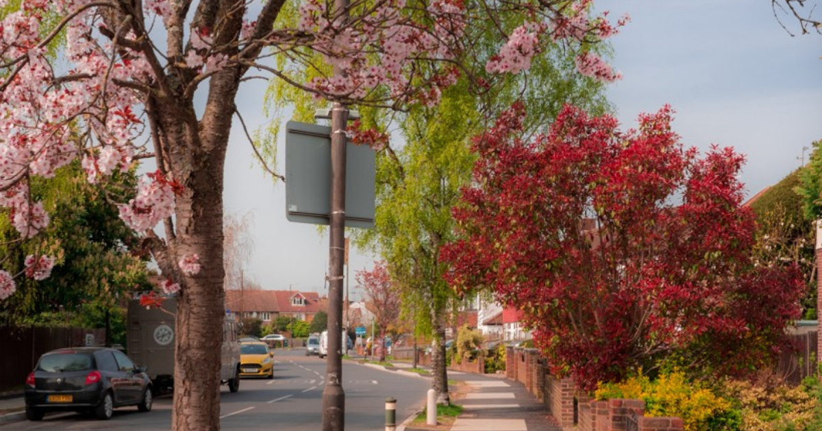 Trees in blossom on a residential street