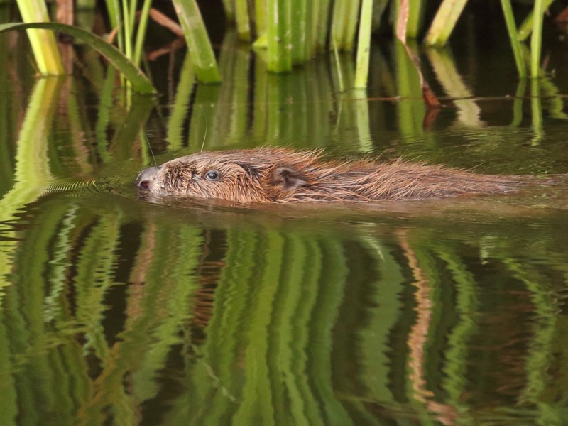 A female beaver swimming in green water with reeds behind