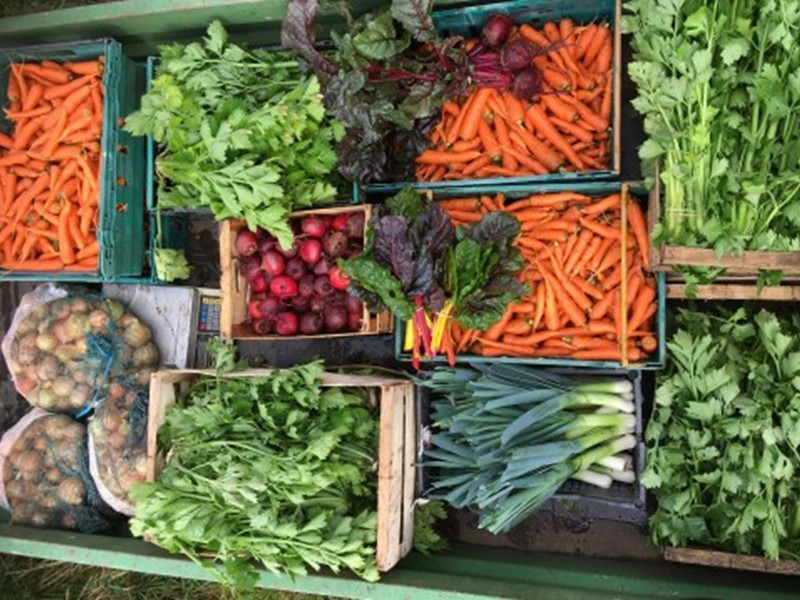 Boxes of colourful fresh vegetables