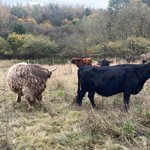 Species Survival Fund: New four-legged friends arrive at Shire Brook Valley Species Survival Fund: New four-legged friends arrive at Shire Brook Valley