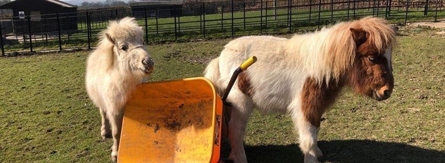 Shetland ponies in a field in Graves Park