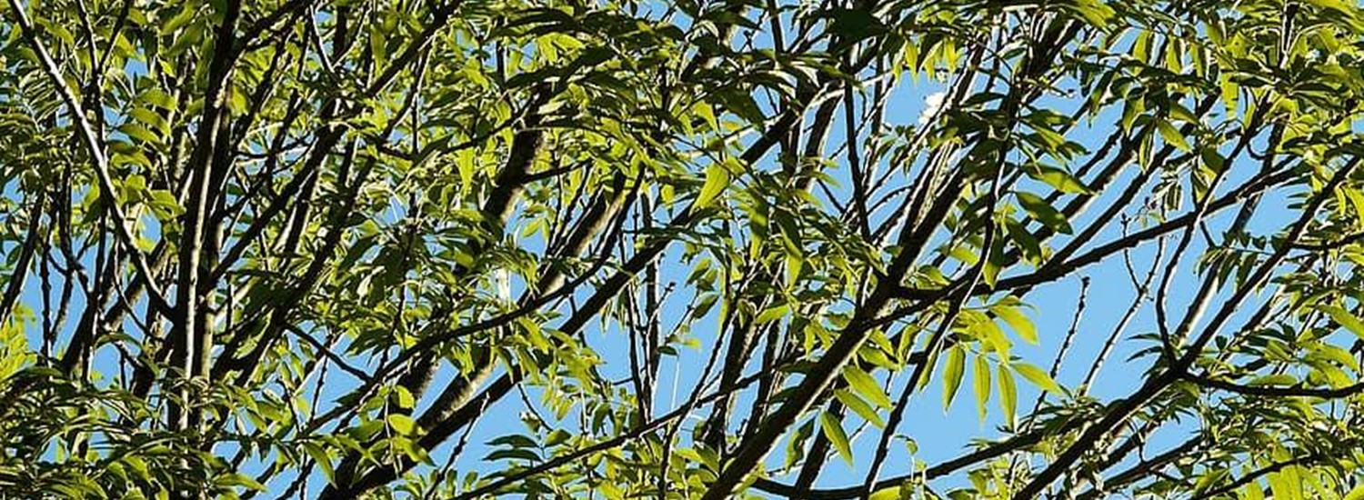 Branches of an Ash tree against a blue sky