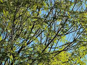 Ash trees at risk from infectious disease