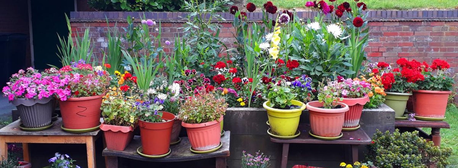 A range of plant pots displaying various flowers and plants