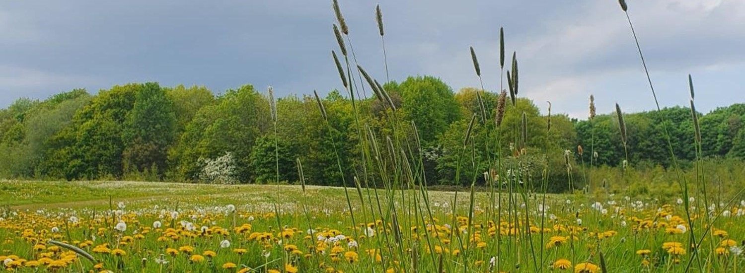 green parkland