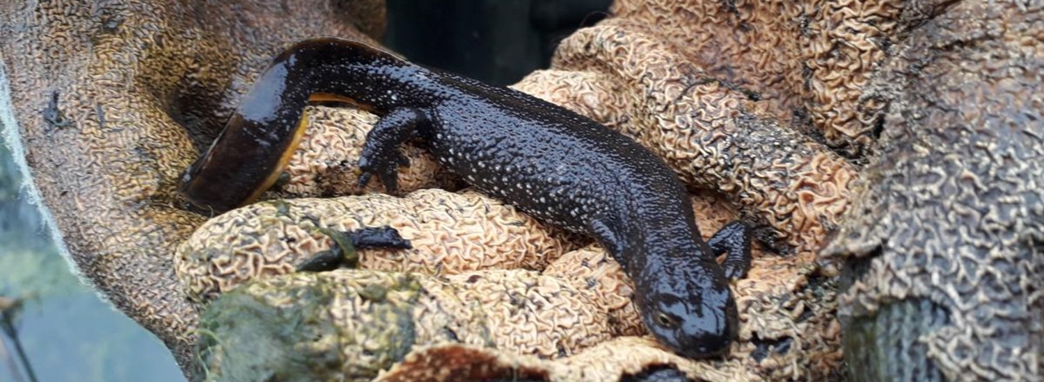 Amphibian