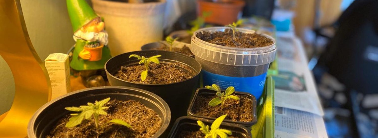 seedlings in pots