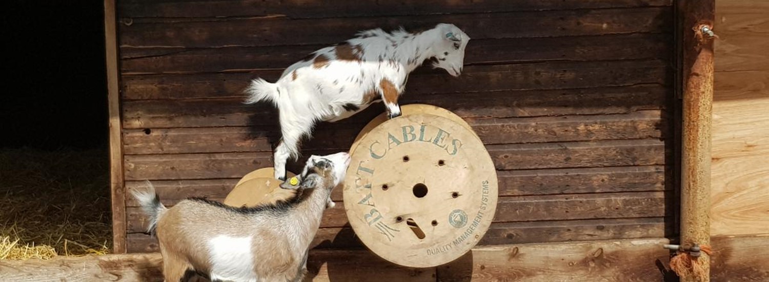 pygmy goats