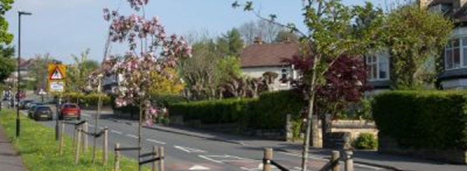 Young street trees