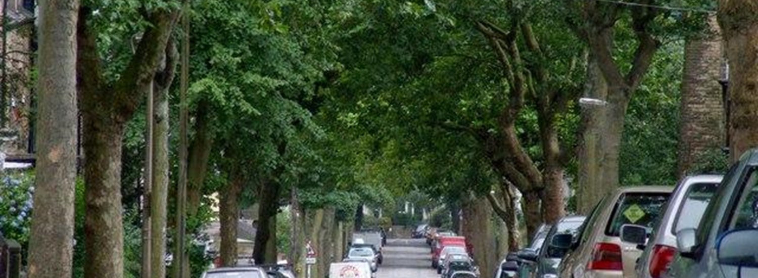 Tree lined street