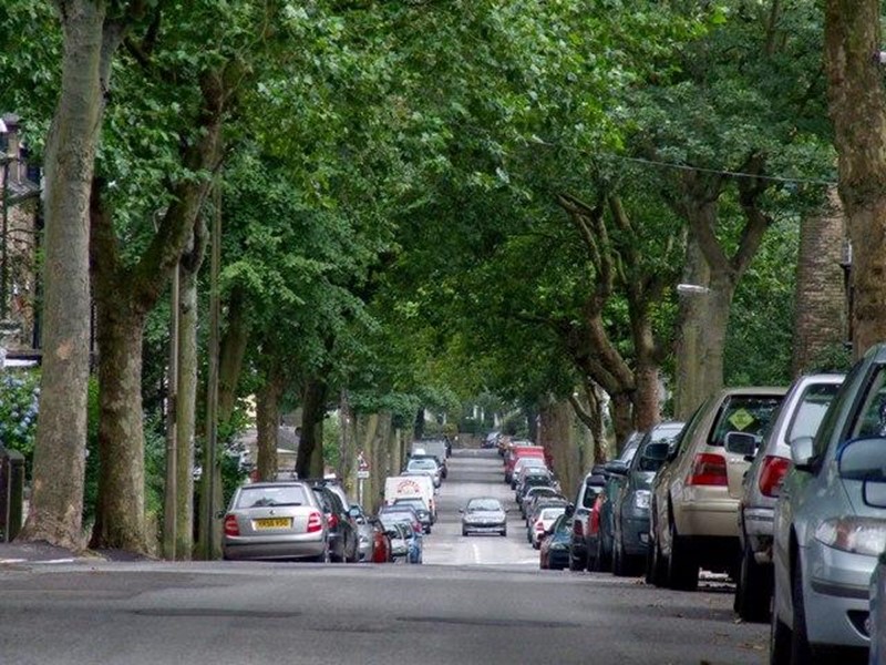 Street trees in Sheffield