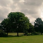 Graves Park trees