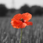 Red poppy against a black and white field