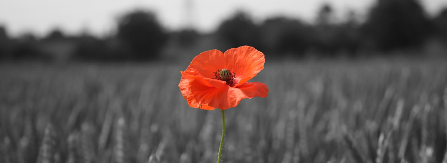 Red poppy against a black and white field